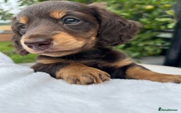 Miniature Dachshund dogs for sale: 🤍🐾🐻STUNNING LONG HAIR CHOC & TAN 🐻🐾🤍 - Image 9