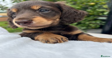 Miniature Dachshund dogs - Advert 15