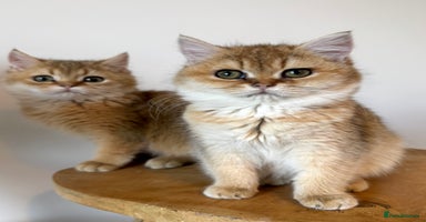 British Shorthair cats - Advert 3