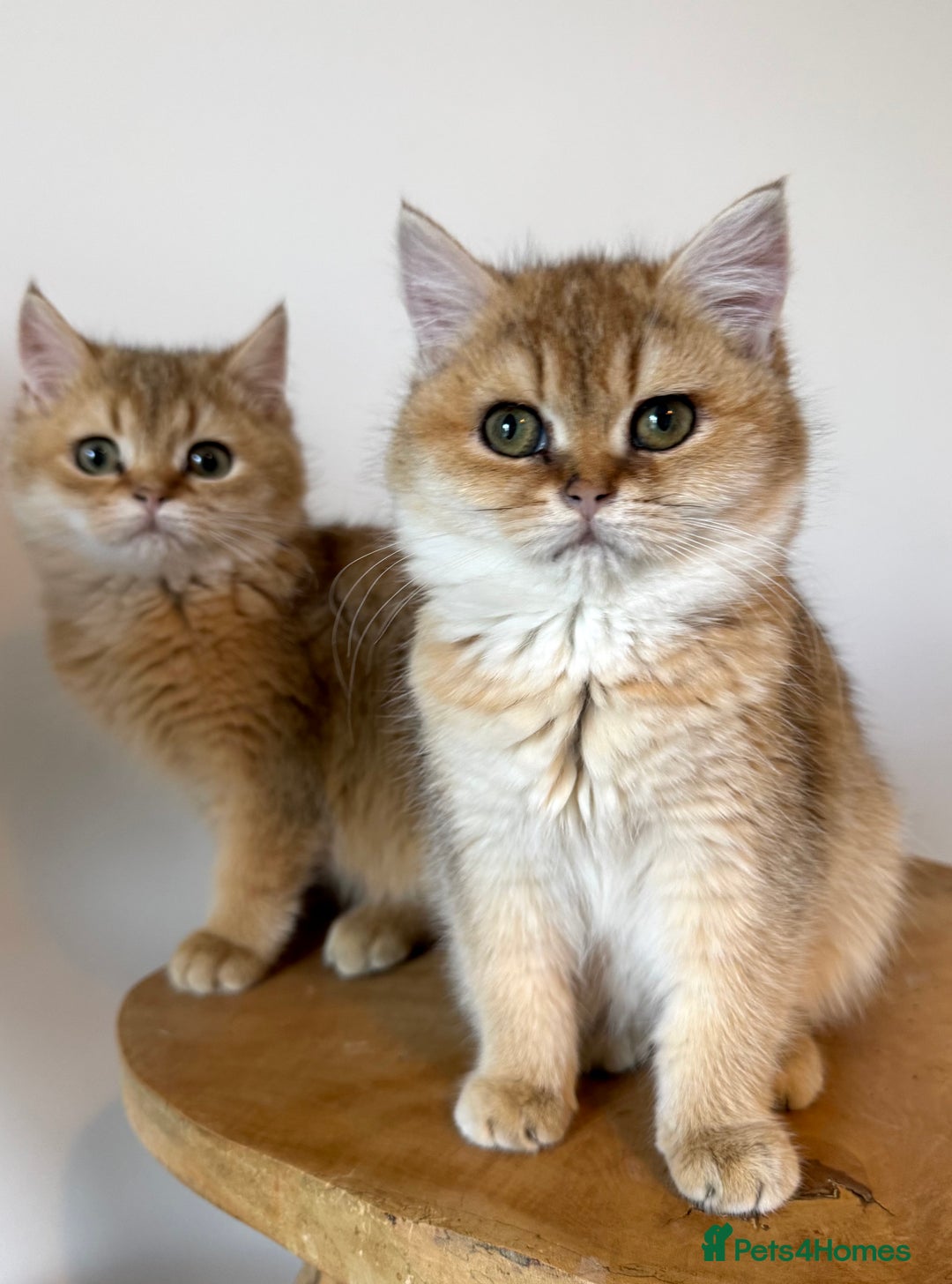 British Shorthair cats for sale: Golden Tipped BSH - last MalaMor Kittens  - Image 3