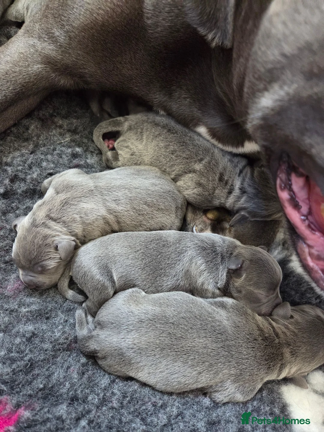 Staffordshire Bull Terrier dogs for sale: Beautiful chunky blue Staffordshire bull terrier  - Advert 3