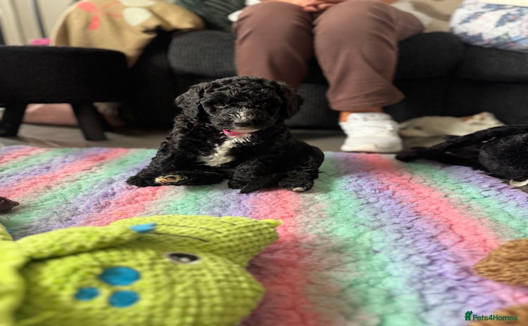 Sheepadoodle dogs - Advert 4