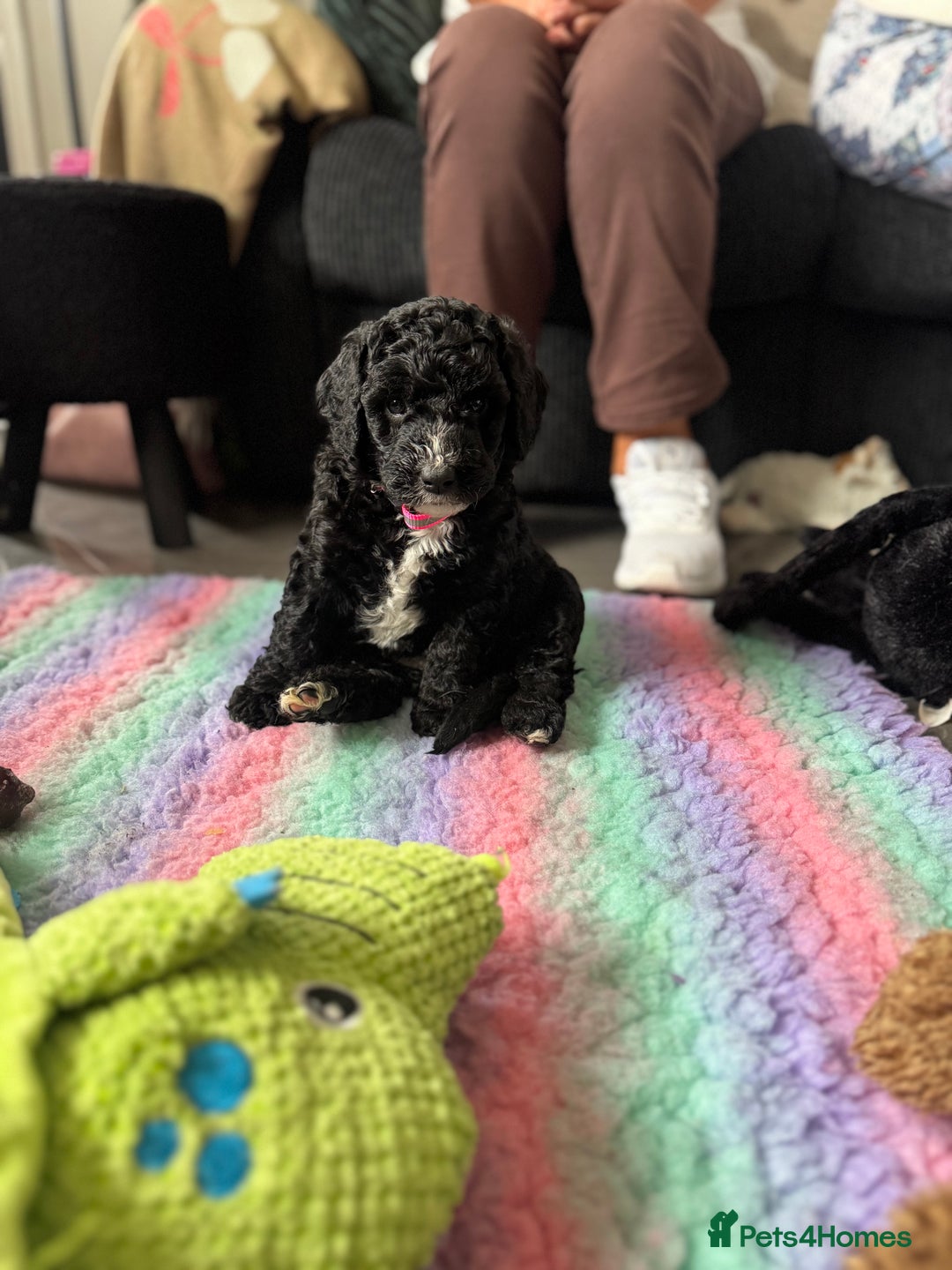 Sheepadoodle dogs for sale: Miniature Sheepadoodles (F1) - Image 4