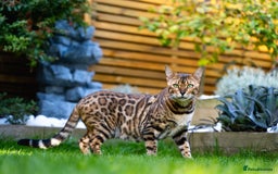 Bengal cats for sale: One of the kind Bengal Female -TICA reg.-Wild look - Image 34