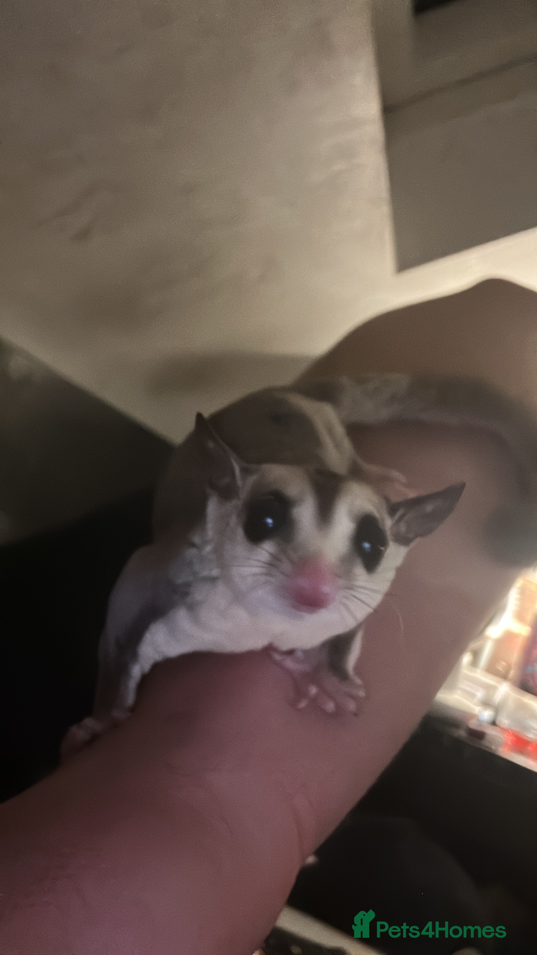 Sugar Glider rodents White face male sugar glider  - Advert 1