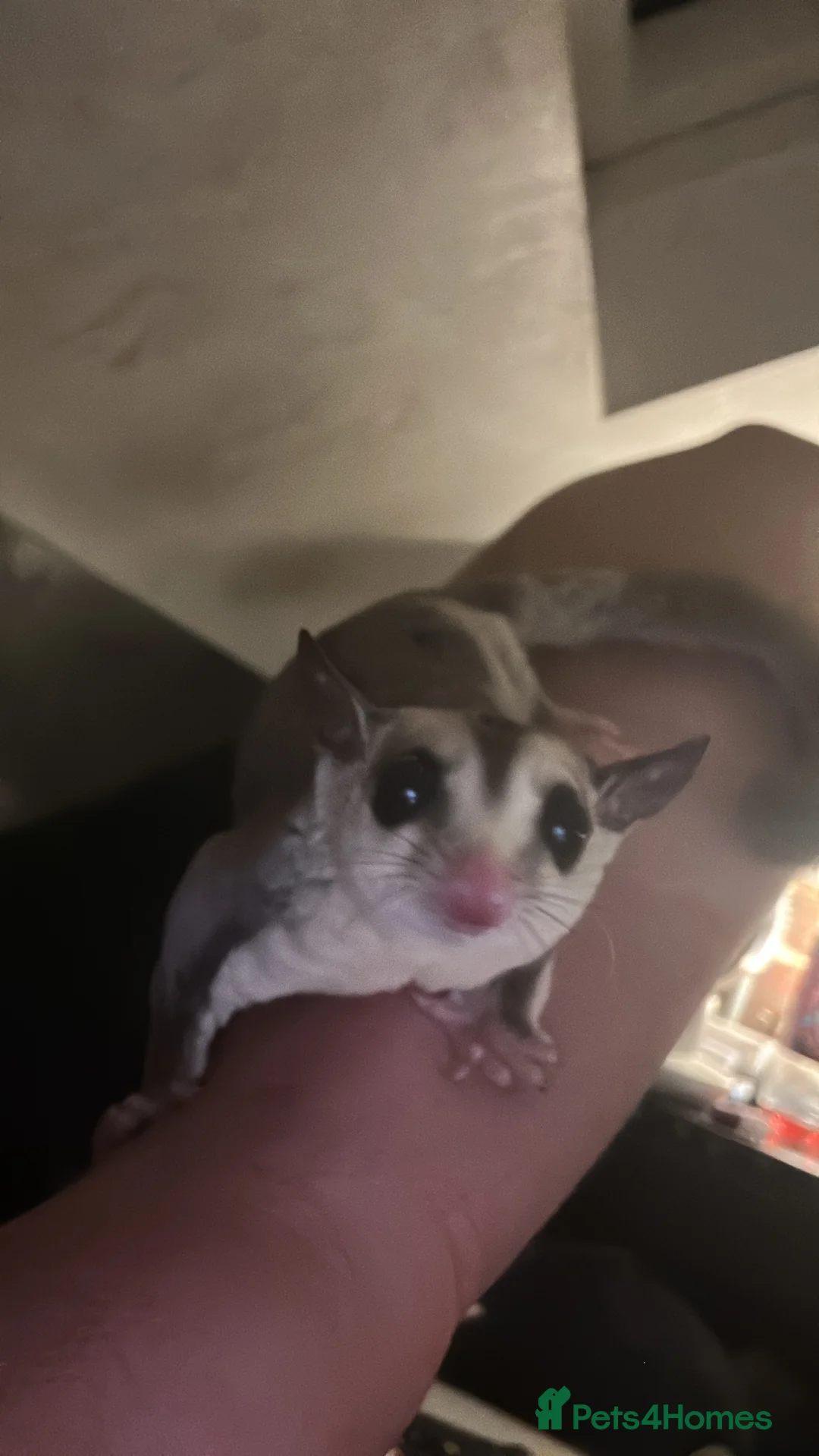 Sugar Glider rodents for sale: White face male sugar glider  - Advert 1