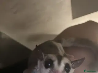 Sugar Glider rodents White face male sugar glider - Advert 1