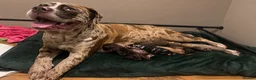 Mixed Breed dogs for sale: North American mastiff X boerboel  - Advert 2