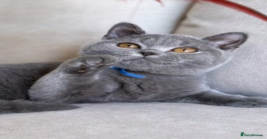 British Shorthair cats - Advert 4