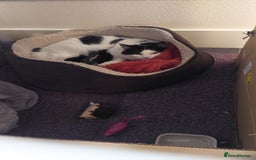 Mixed Breed cats for sale: Beautiful Maine Coon x kittens - Image 2