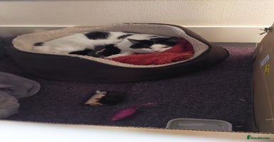 Mixed Breed cats - Advert 12