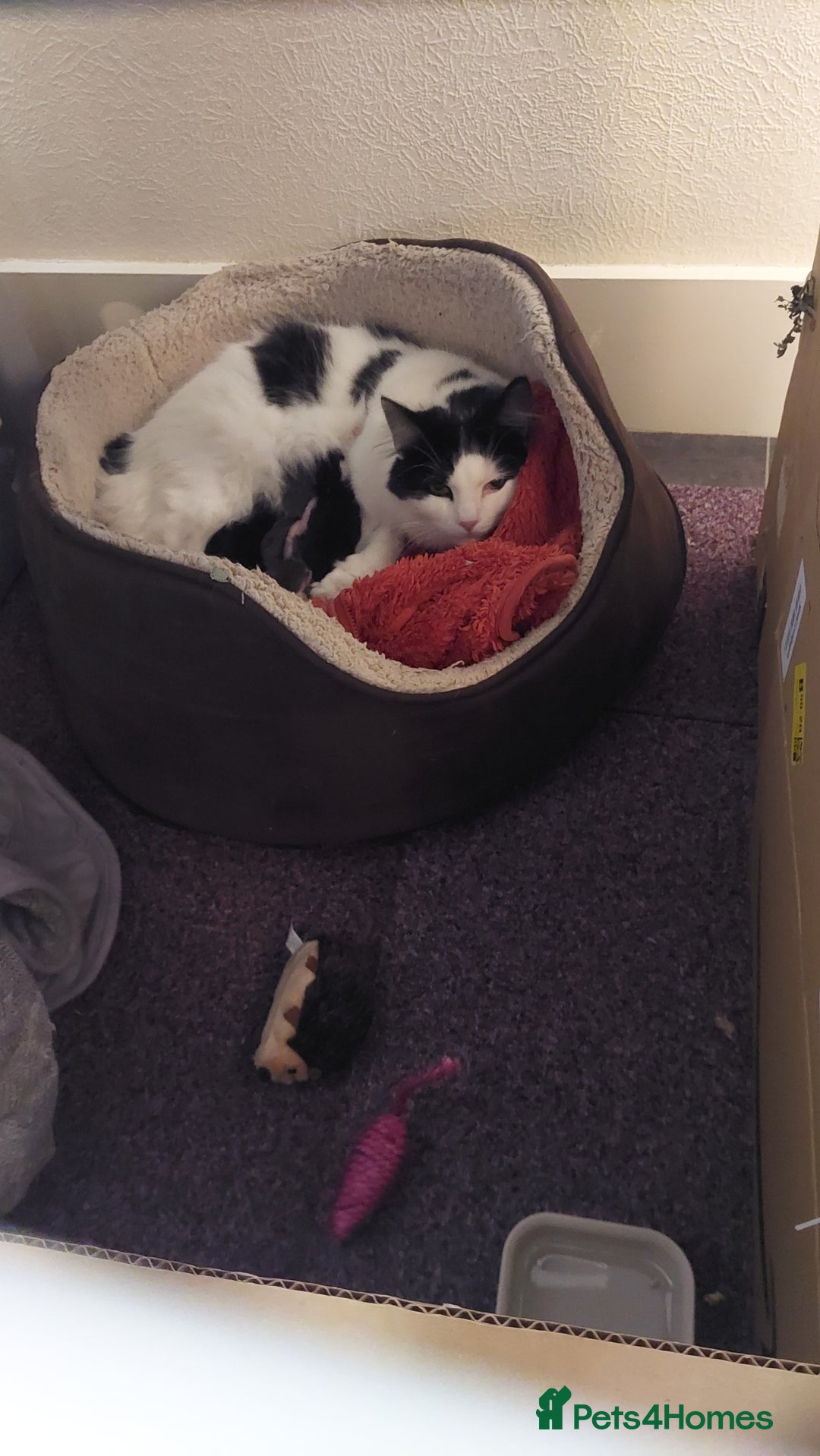 Mixed Breed cats for sale: Beautiful Maine Coon x kittens - Image 2