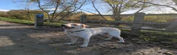 Borador dogs for sale: Bernie - Lab X Collie  - Advert 6
