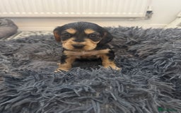 Cocker Spaniel dogs for sale: ⭐ STUNNING SHOW COCKER PUPPIES ⭐  - Image 18