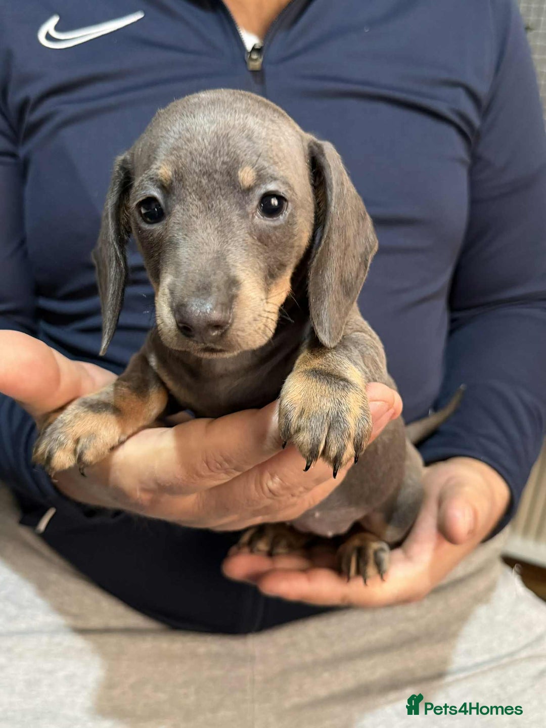 Dachshund dogs for sale: Miniature Dachshund Puppies - Advert 20