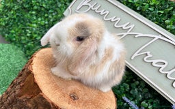 Mini Lop rabbits for sale: 🌟PURE BRED PEDIGREE MINI LOPS🌟 - Image 21