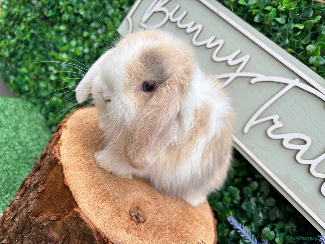Mini Lop rabbits for sale: 🌟PURE BRED PEDIGREE MINI LOPS🌟 - Image 21