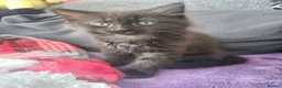 Mixed Breed cats for sale: Lovely kittens  - Advert 4