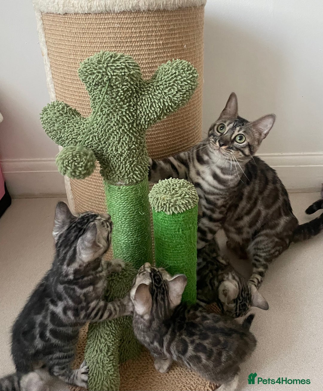 Bengal cats for sale: Stunning Beauty Bengal princess ❤️ - Image 11