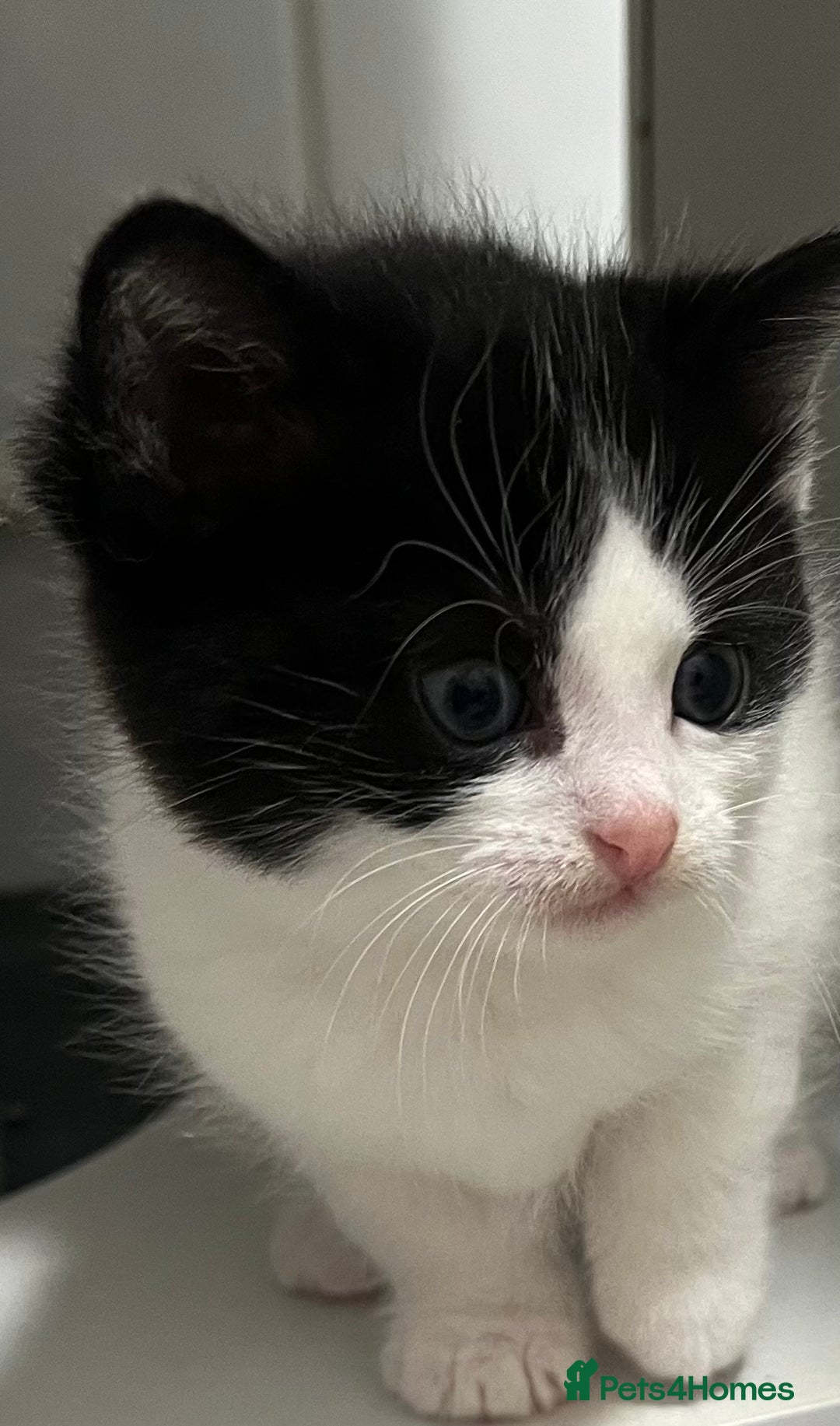 Mixed Breed cats for sale: A Surprise Litter. Dot’s first and last!  - Advert 27