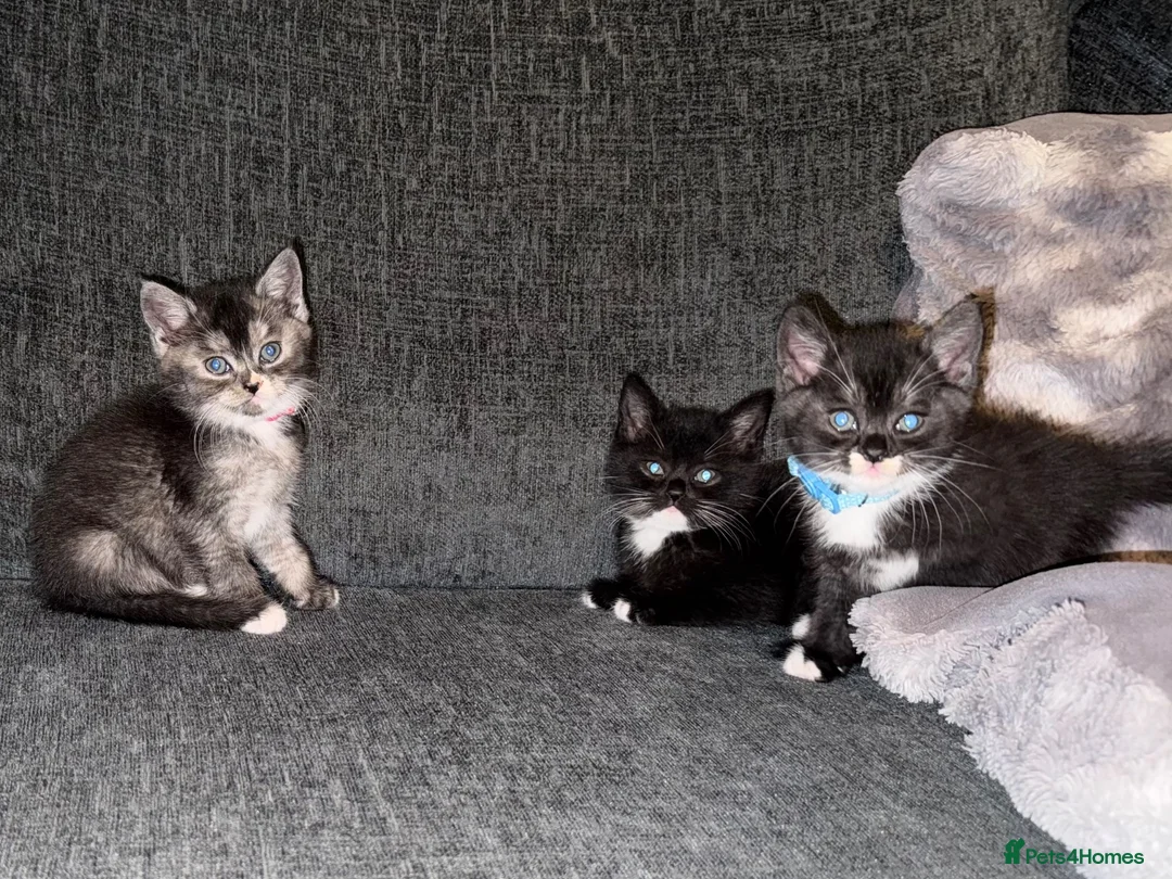 Scottish Fold cats for sale: Beautiful Scottish Fold Mix Kittens 2 Girls 1 boy in Wallington - Advert 2