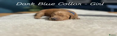 Dark Blue Collar - Female