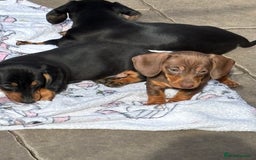 Miniature Dachshund dogs for sale: Mini dachshund smooth 1 choc&tan boy available  - Image 30