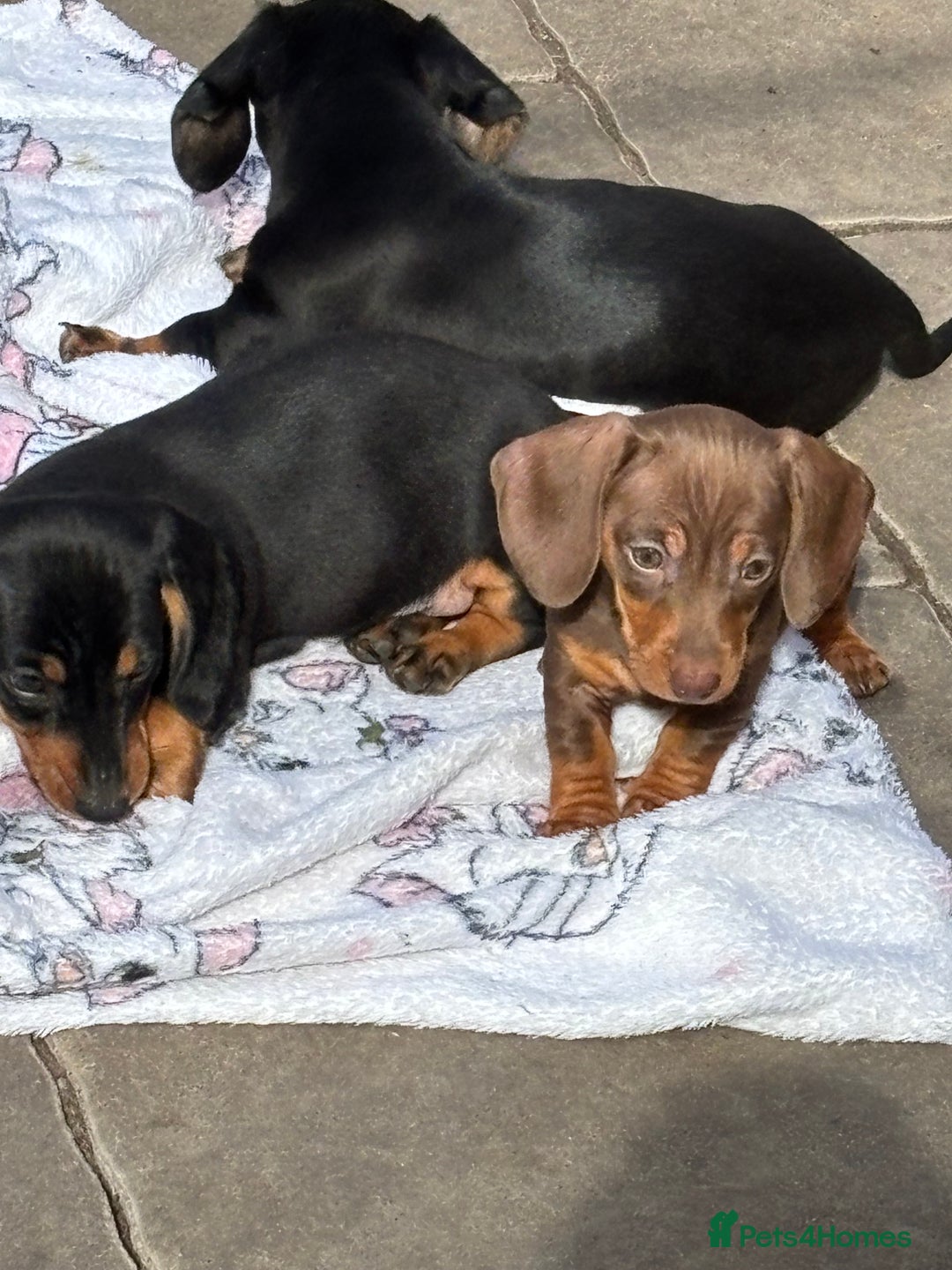 Miniature Dachshund dogs for sale: Mini dachshund smooth 1 choc&tan boy available  - Image 30