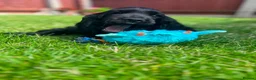 Cocker Spaniel dogs for sale: Beautiful Monzo - Cocker Spaniel looking new home - Advert 6