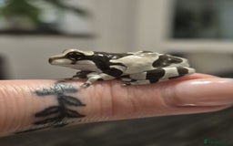 Frog reptiles for sale: Amazon milk frogs - Image 1