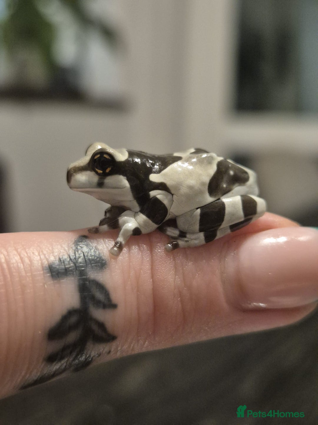 Frog reptiles for sale: Amazon milk frogs - Image 1