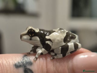 Frog reptiles - Advert 4