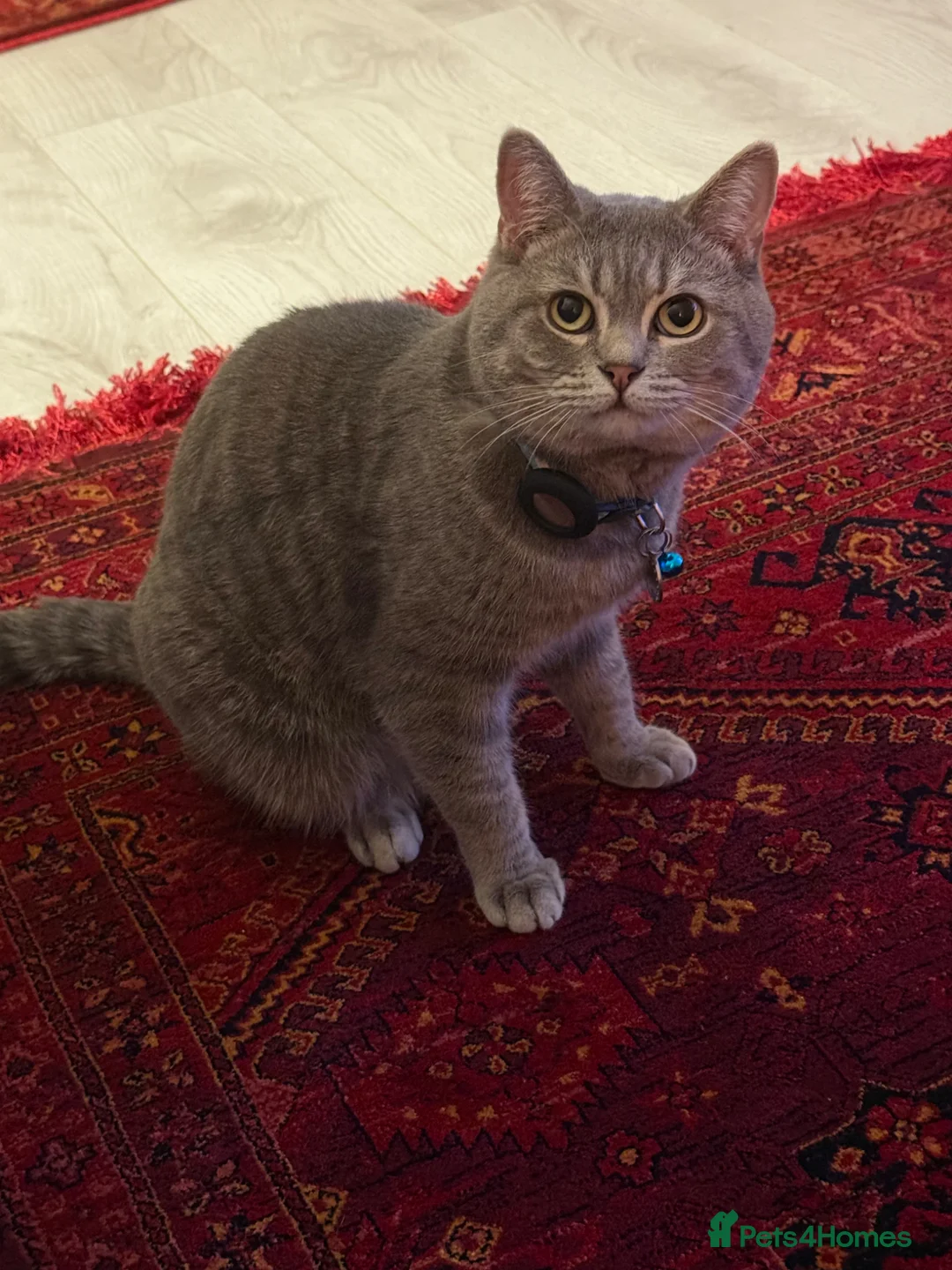 British Shorthair cats for sale: Grey british short hair Boy in Leicester - Advert 9