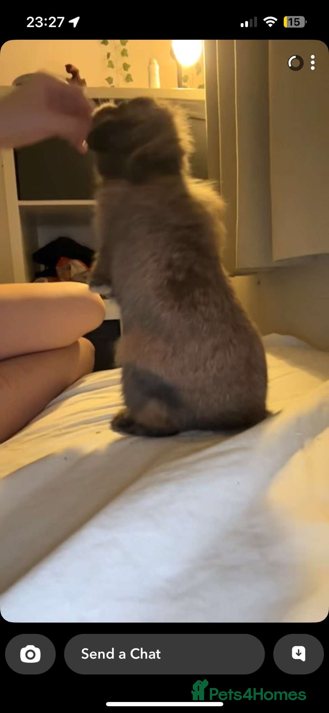 Lionhead rabbits for sale: PUMPKIN⭐️ - Advert 4