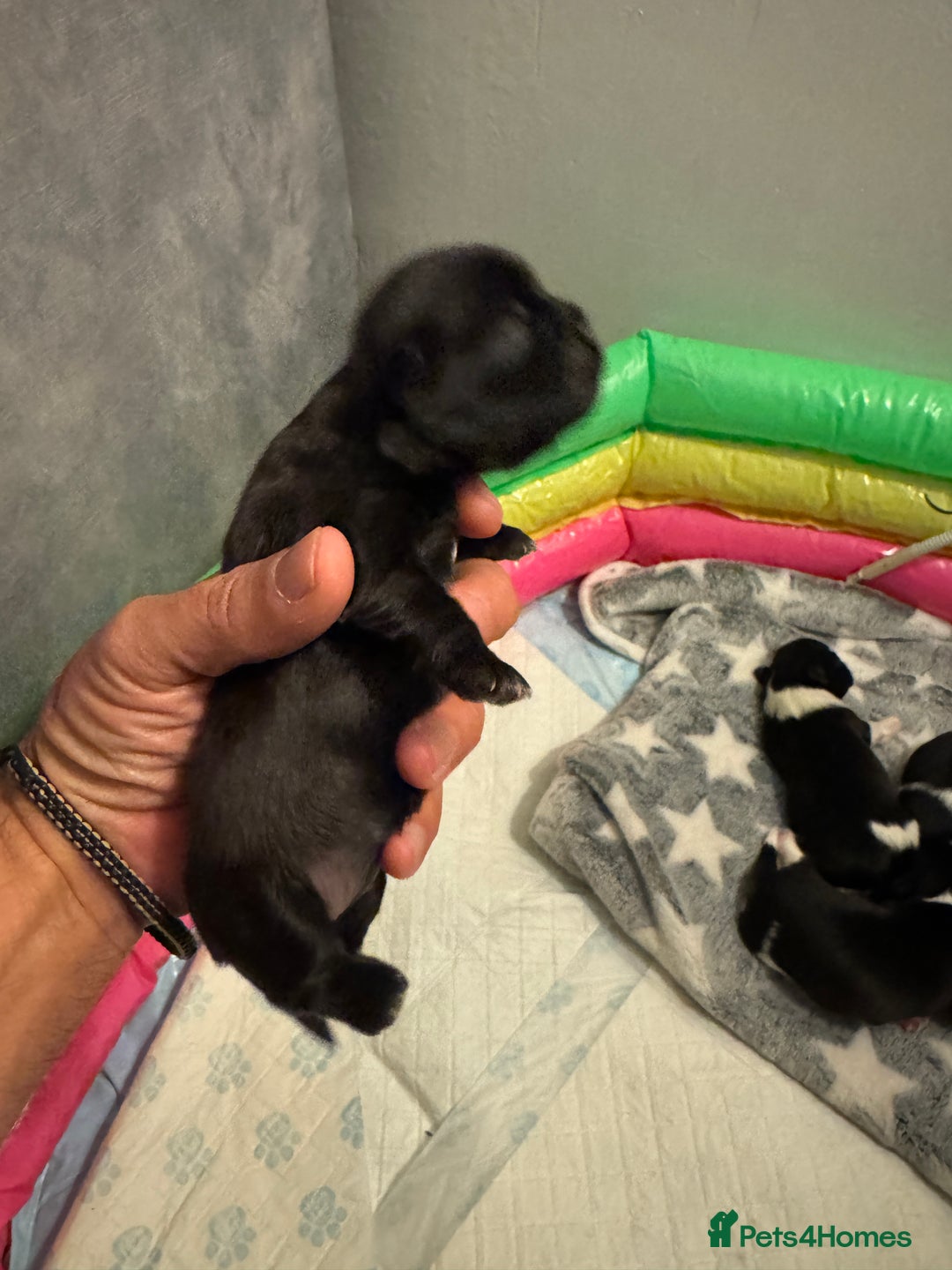 Shih Tzu dogs for sale: Shih tzu half imperial  - Advert 3