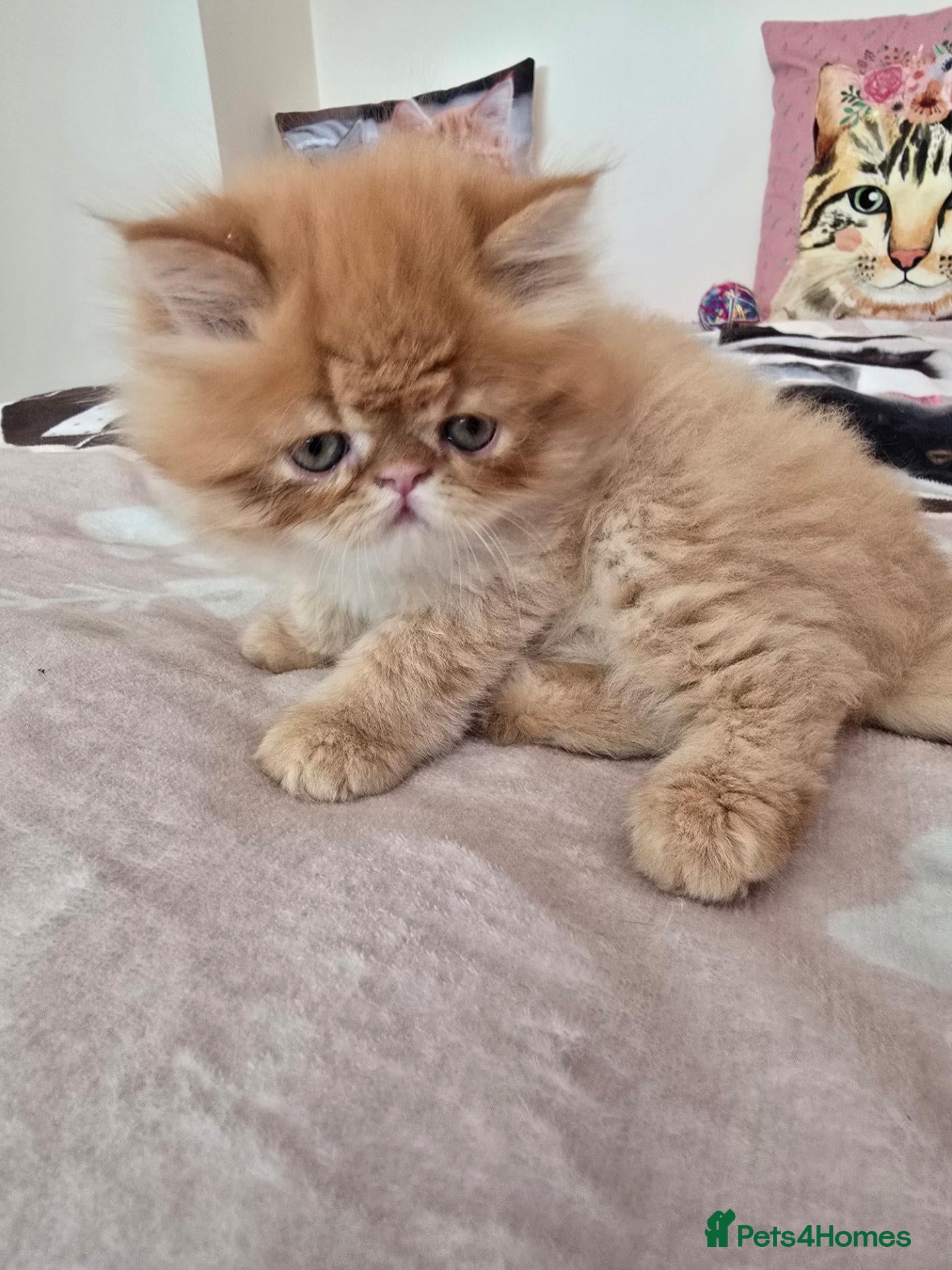 Persian cats Stunning  red tabby  persian  - Advert 2