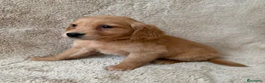 Golden Retriever Puppy 5