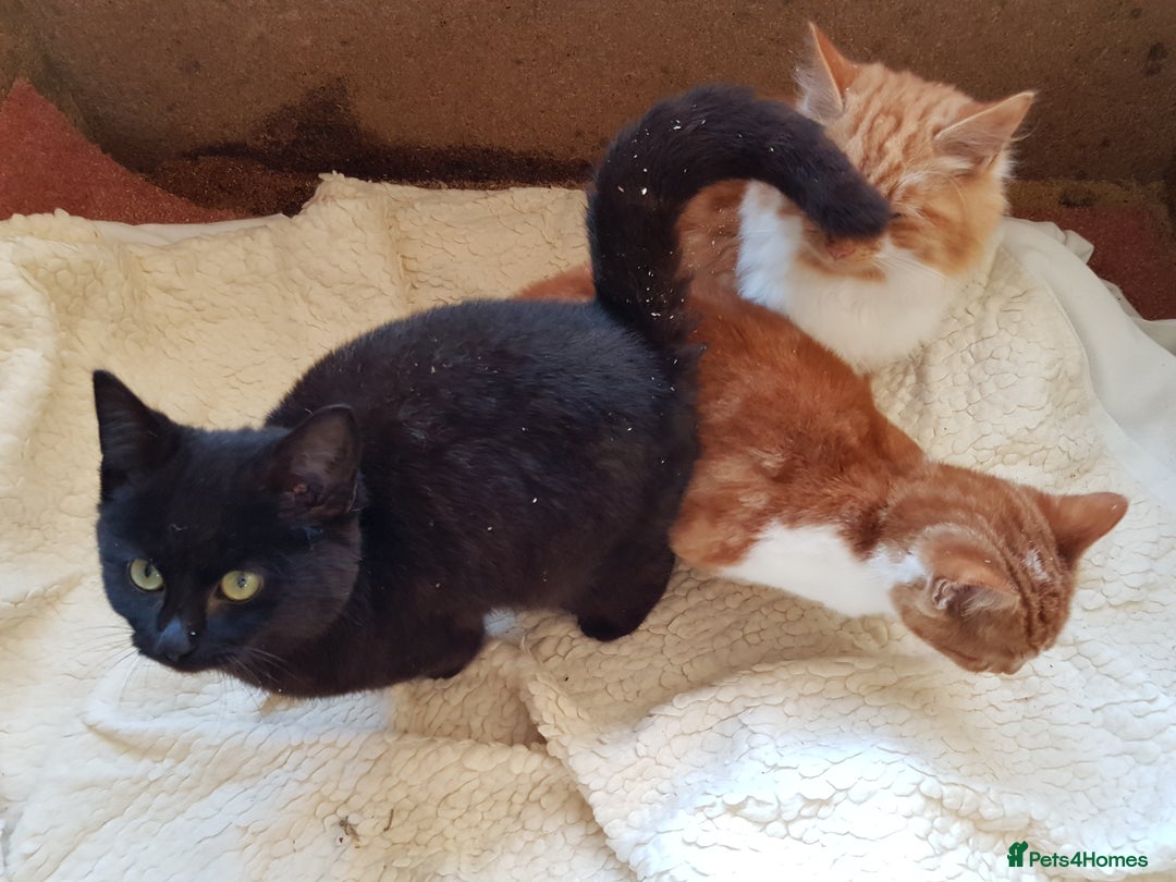 Mixed Breed cats for sale: GORGEOUS KITTENS INCL FEMALE ORANGE TABBY - Advert 13