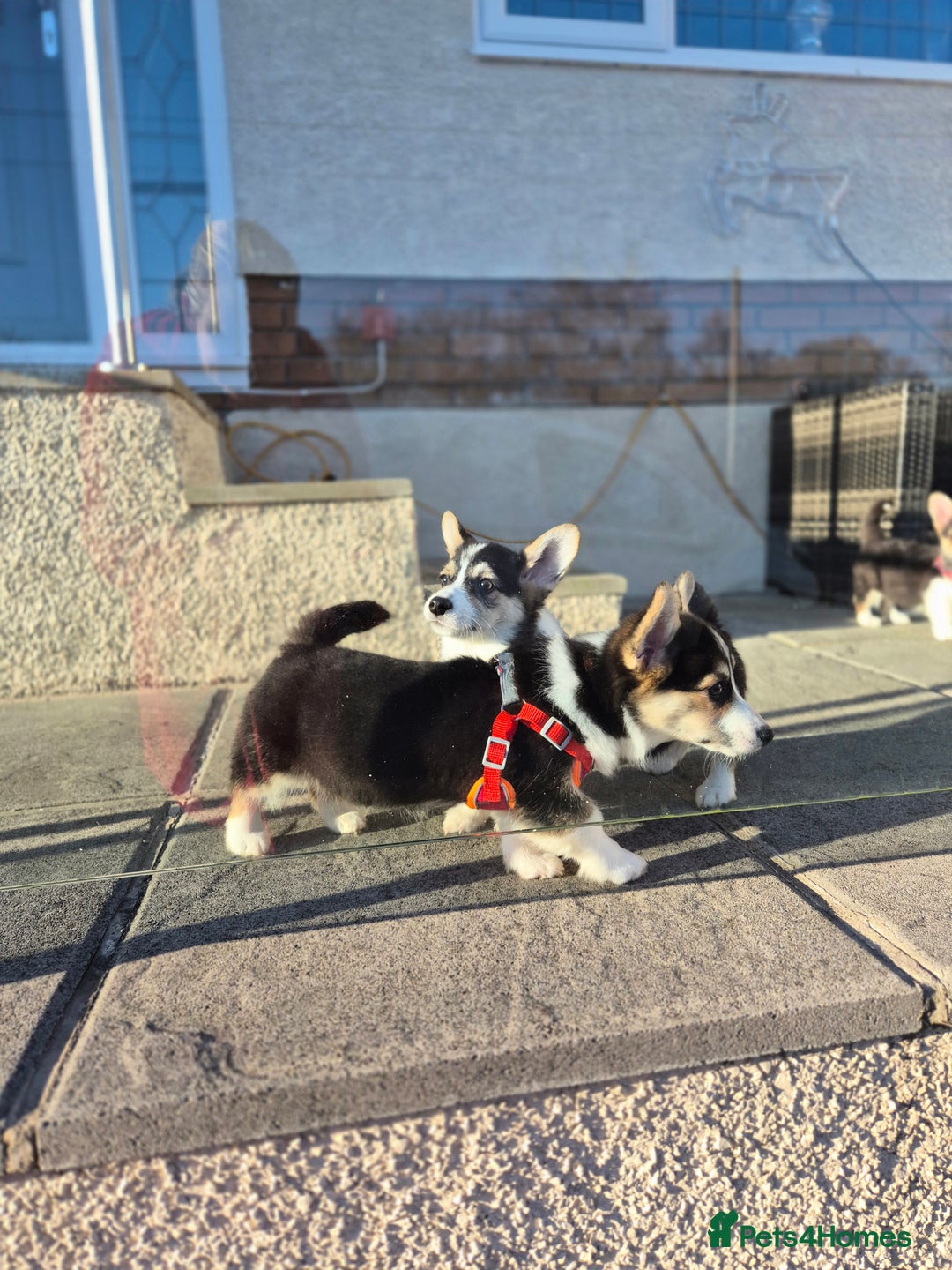 Welsh Corgi Pembroke dogs for sale: Kc reg 2 girls remaining bob & longtail - Advert 23