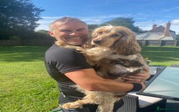 Cocker Spaniel dogs for sale: SHOW cocker spaniel puppies  - Image 14