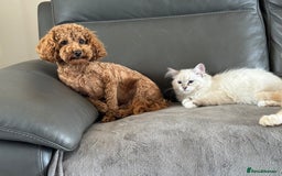 Cockapoo dogs for sale: TOY Cockapoo/ SHOW type F1 / License - Image 24