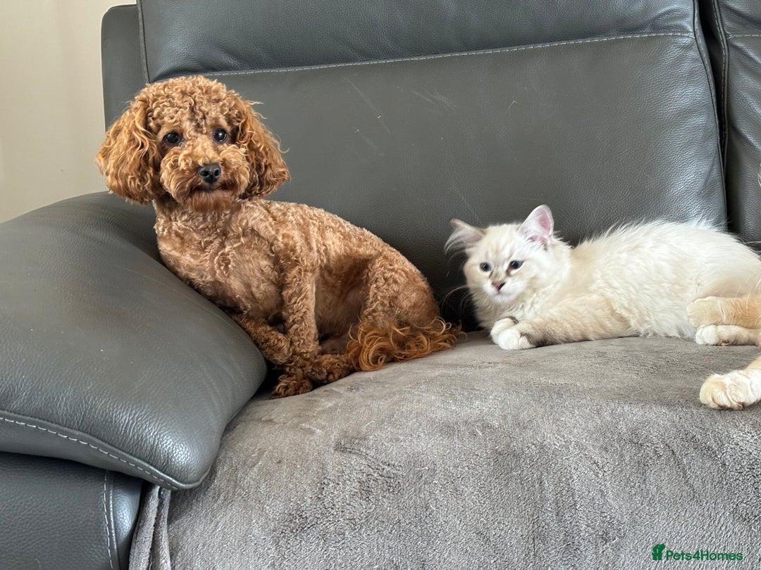 Cockapoo dogs for sale: TOY Cockapoo/ SHOW type F1 / License - Image 24