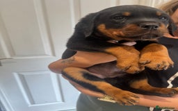 Rottweiler dogs for sale: Rottweiler chunky Puppies *READY TO LEAVE* - Image 7