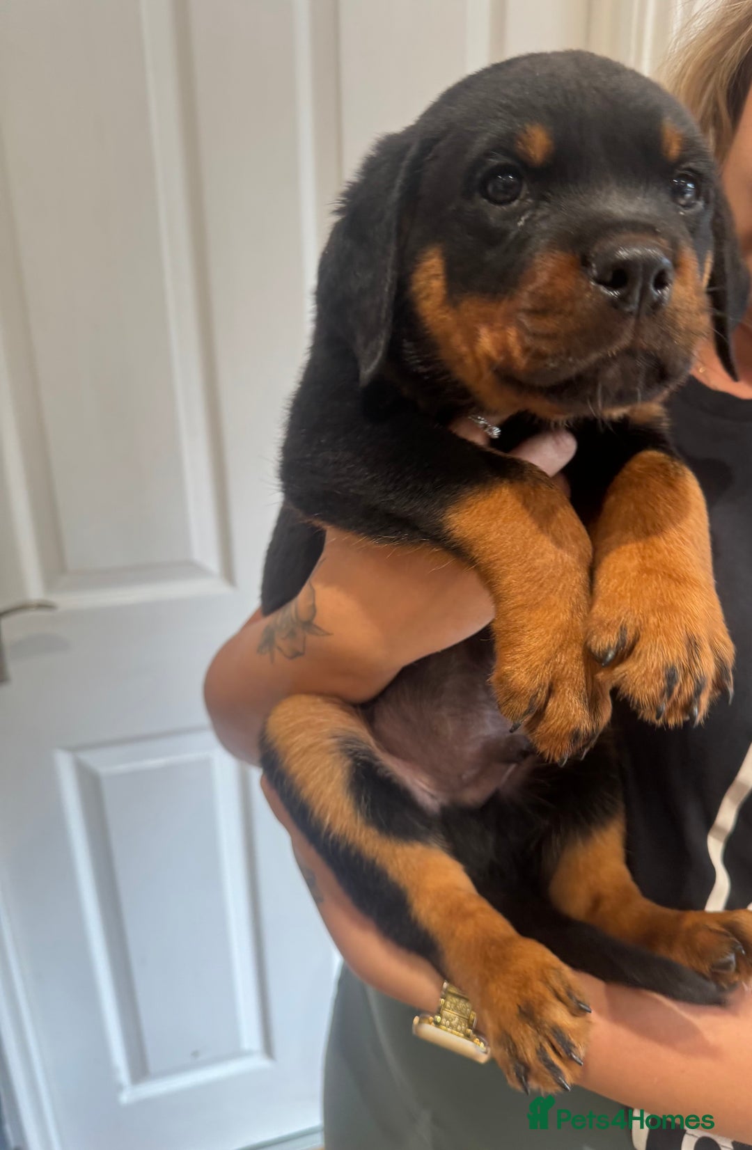 Rottweiler dogs for sale: Rottweiler chunky Puppies *READY TO LEAVE* - Image 7