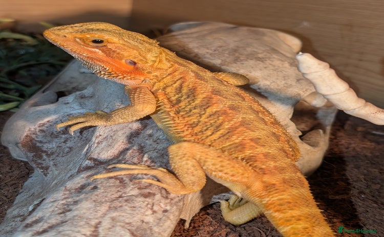 Bearded Dragon reptiles - Advert 3