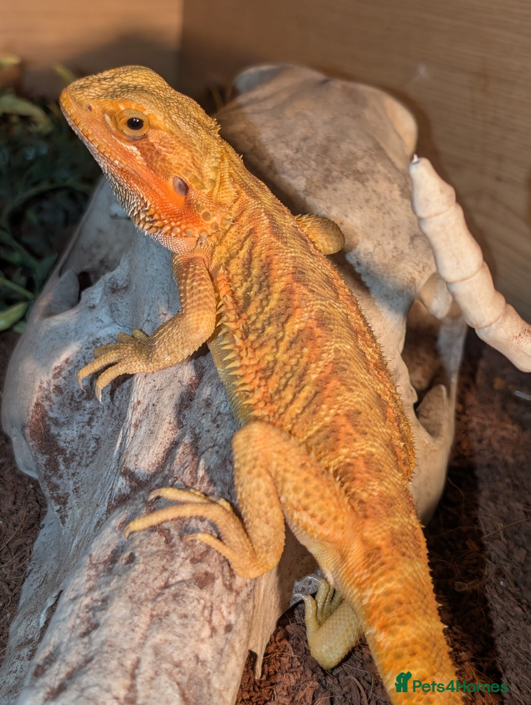 Bearded Dragon reptiles for sale: Female Red bearded dragon - Image 1