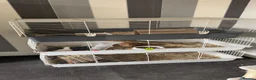 Guinea Pig rodents for sale: 2 lovely guidea pigs to go to a good home in Leeds - Advert 3