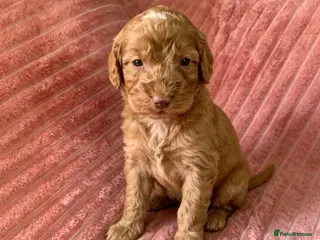 Cockapoo dogs F1 Cockapoo puppies - Advert 1