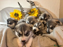 Utonagan dogs 3 LEFT !! Huskey malamutes - Advert 2