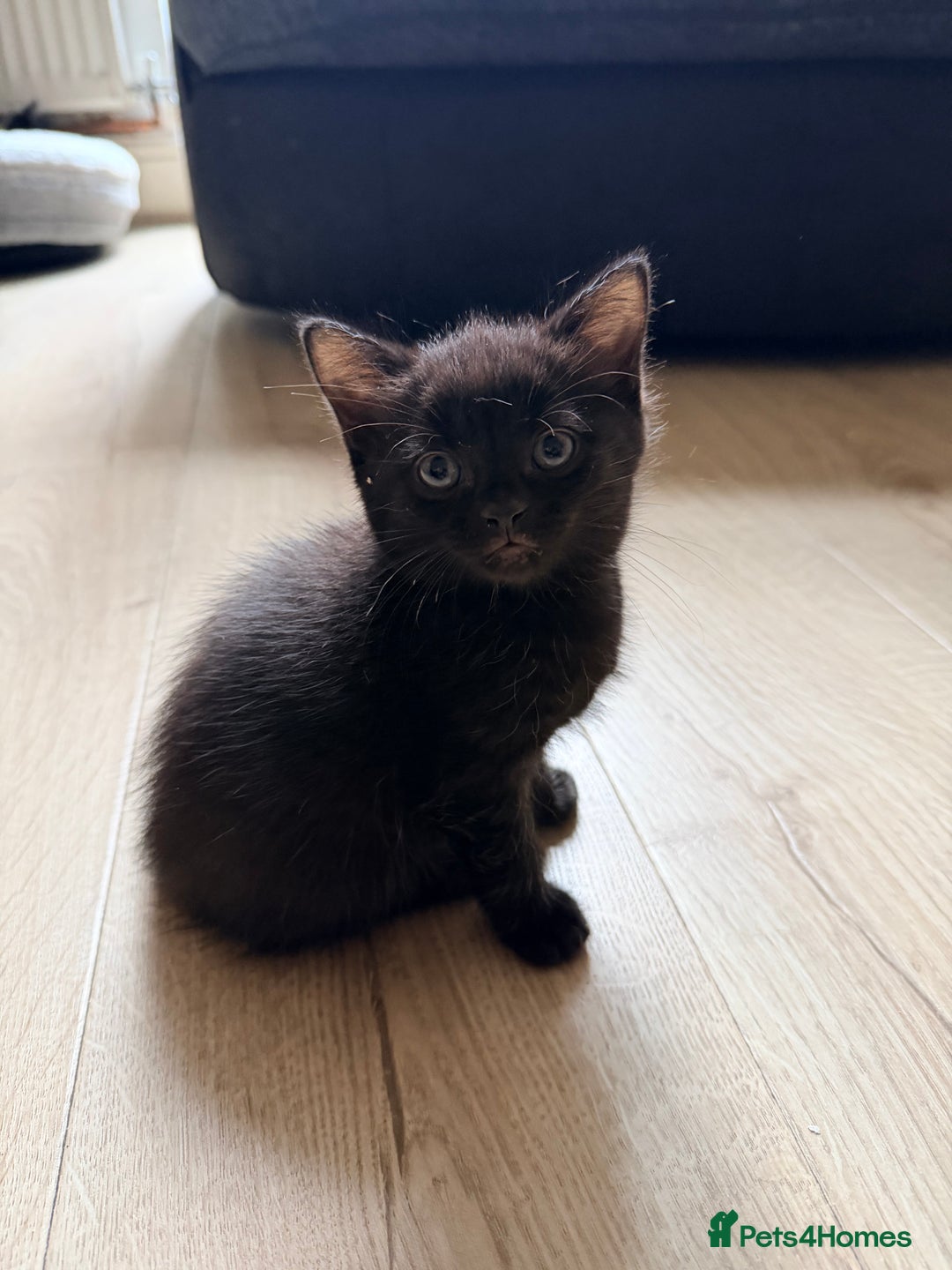 British Shorthair cats for sale: British shorthair mixed kittens  - Advert 9